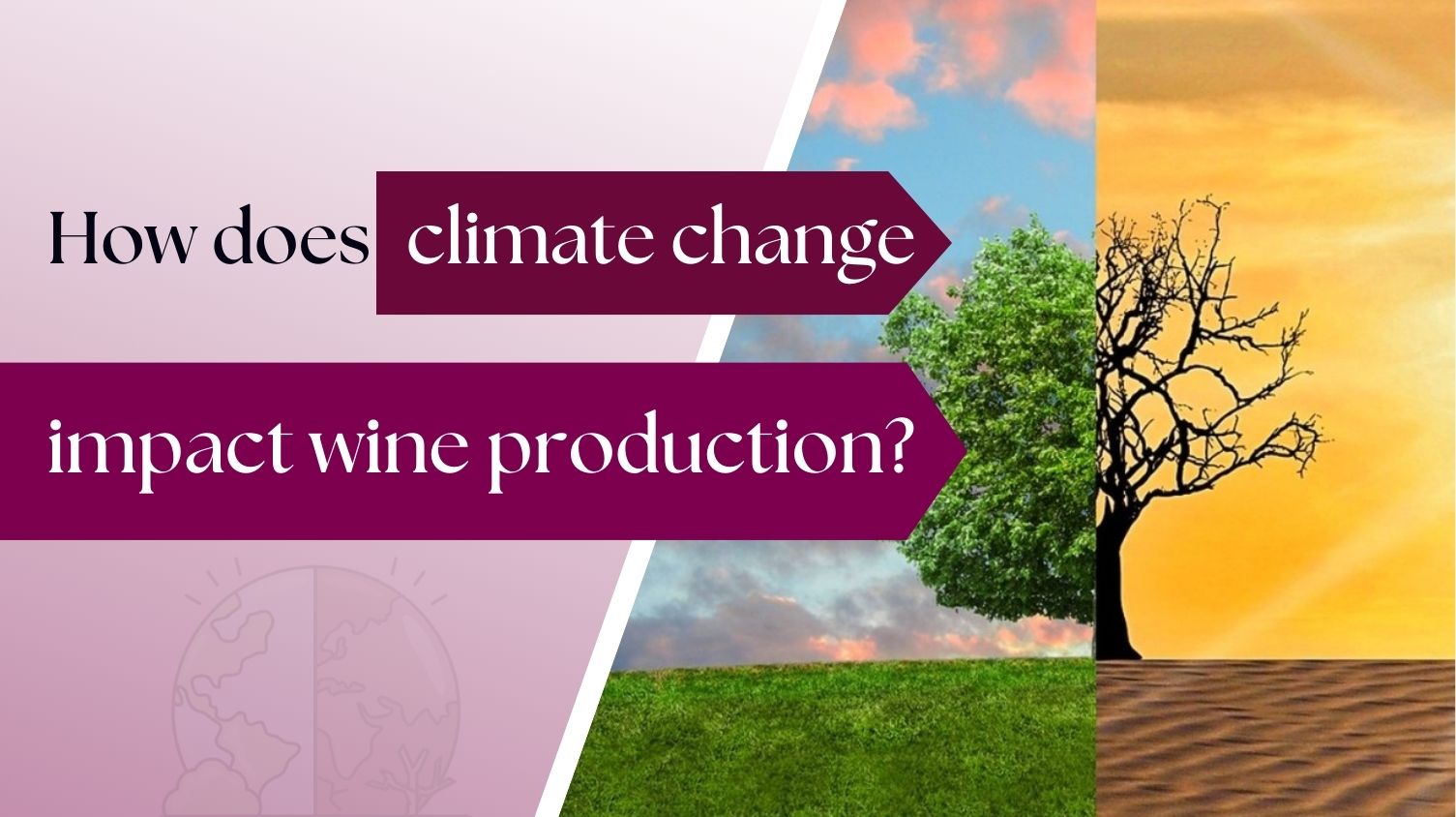 How Climate Change is Reshaping the Wine Industry: Challenges and Adaptations