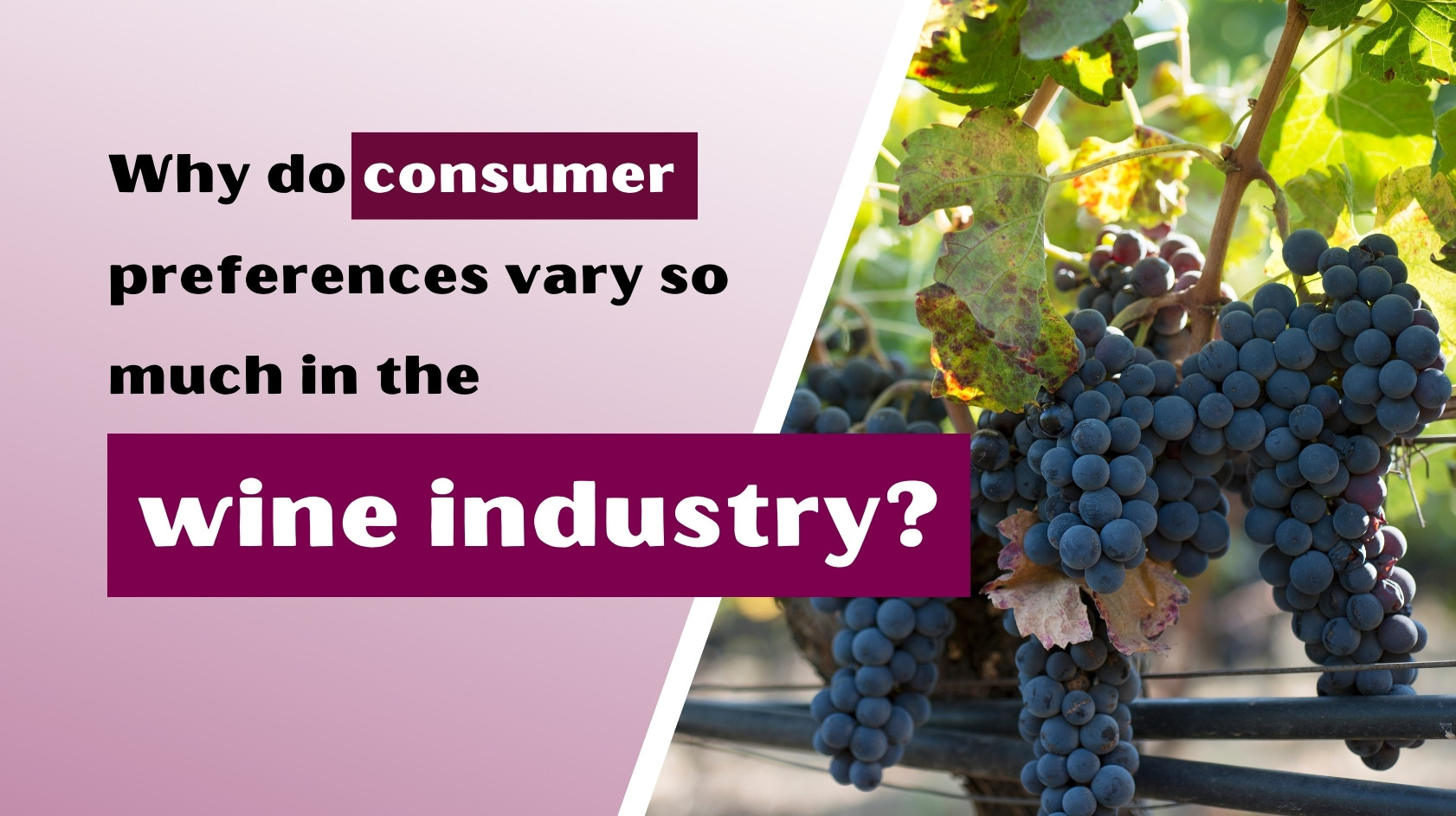 Why Do Consumer Preferences Vary So Much in the Wine Industry?